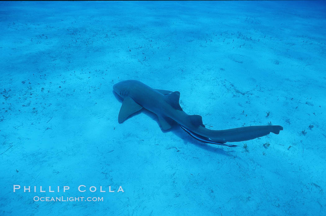 Nurse shark, Little Bahama Banks. Bahamas, Ginglymostoma cirratum, natural history stock photograph, photo id 03300