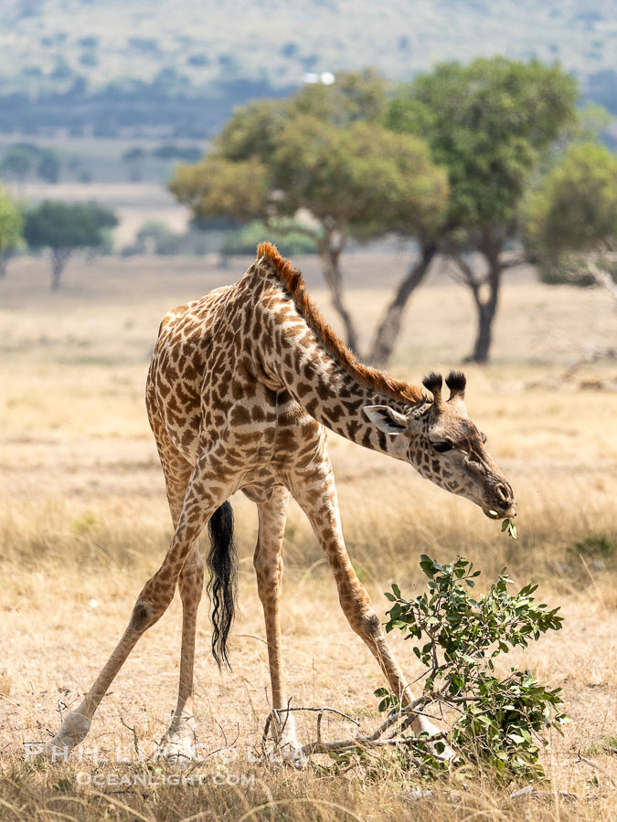 Giraffe Spreads Legs Wide to Reach Low Foliage, Kenya., Giraffa camelopardalis tippelskirchi, natural history stock photograph, photo id 39761