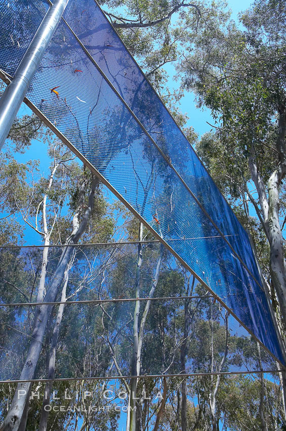 The Giraffe Traps, or what is officially known as Two Running Violet V Forms, was the second piece in the Stuart Collection at University of California San Diego (UCSD).  Commissioned in 1983 and produced by Robert Irwin, the odd fence resides in the eucalyptus grove between Mandeville Auditorium and Central Library. University of California, San Diego, La Jolla, USA, natural history stock photograph, photo id 12842