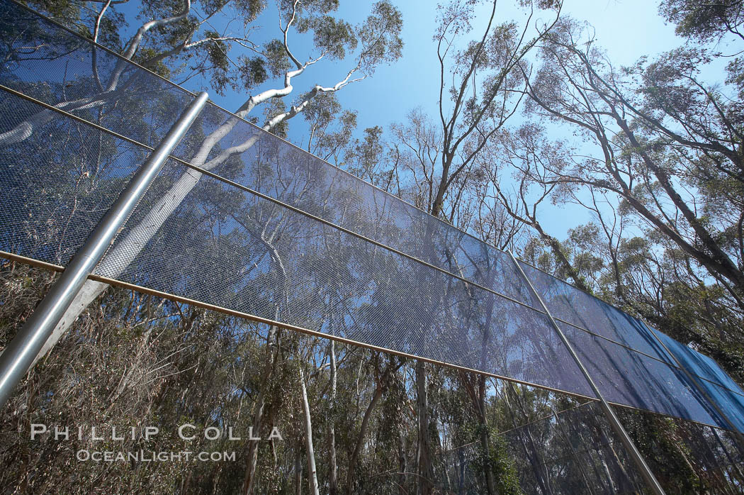 The Giraffe Traps, or what is officially known as Two Running Violet V Forms, was the second piece in the Stuart Collection at University of California San Diego (UCSD).  Commissioned in 1983 and produced by Robert Irwin, the odd fence resides in the eucalyptus grove between Mandeville Auditorium and Central Library. University of California, San Diego, La Jolla, USA, natural history stock photograph, photo id 21238