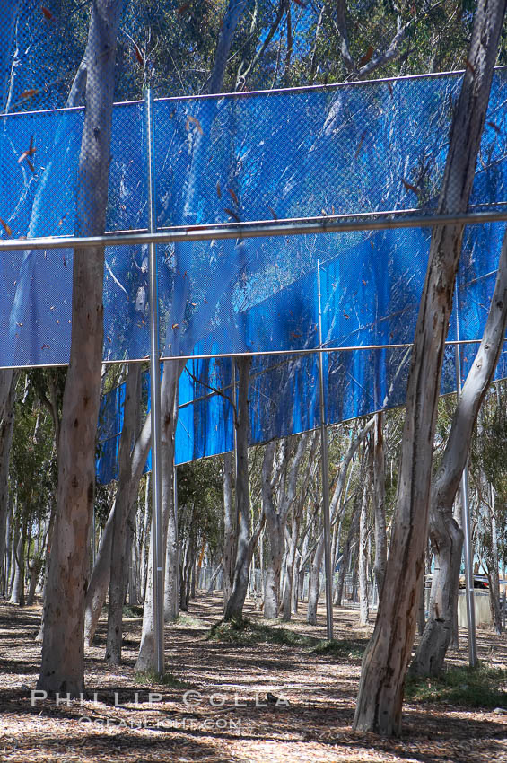 Image 12840, The Giraffe Traps, or what is officially known as Two Running Violet V Forms, was the second piece in the Stuart Collection at University of California San Diego (UCSD).  Commissioned in 1983 and produced by Robert Irwin, the odd fence resides in the eucalyptus grove between Mandeville Auditorium and Central Library. University of California, San Diego, La Jolla, USA, Phillip Colla, all rights reserved worldwide. Keywords: architecture, art, books, building, california, campus, college, design, education, giraffe traps, la jolla, library, modern, outdoors, outside, research, san diego, scene, school, stuart collection, tourism, travel, ucsd, university, university of california, university of california san diego, usa.