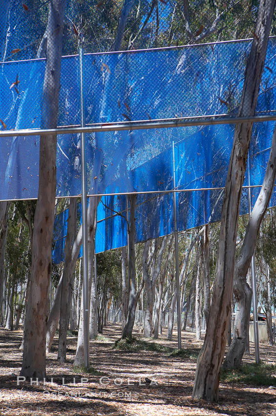 The Giraffe Traps, or what is officially known as Two Running Violet V Forms, was the second piece in the Stuart Collection at University of California San Diego (UCSD).  Commissioned in 1983 and produced by Robert Irwin, the odd fence resides in the eucalyptus grove between Mandeville Auditorium and Central Library. University of California, San Diego, La Jolla, USA, natural history stock photograph, photo id 12840