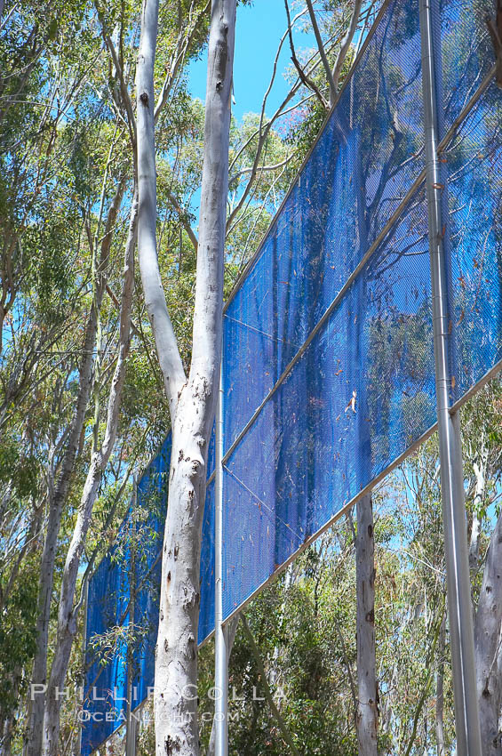 The Giraffe Traps, or what is officially known as Two Running Violet V Forms, was the second piece in the Stuart Collection at University of California San Diego (UCSD).  Commissioned in 1983 and produced by Robert Irwin, the odd fence resides in the eucalyptus grove between Mandeville Auditorium and Central Library. University of California, San Diego, La Jolla, USA, natural history stock photograph, photo id 12844