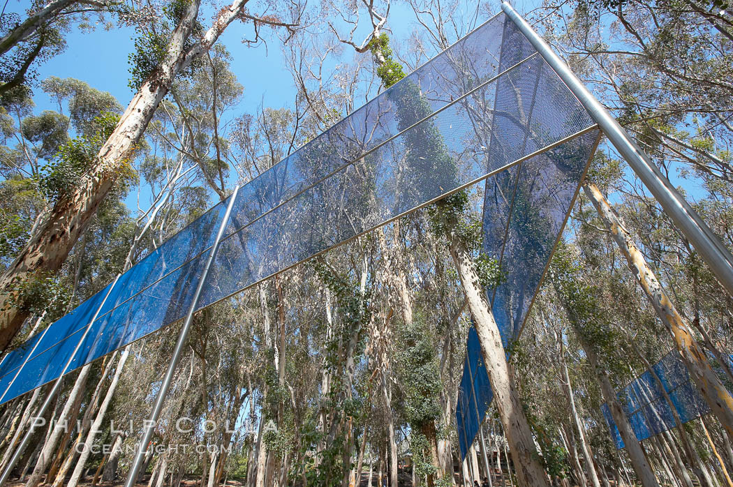 The Giraffe Traps, or what is officially known as Two Running Violet V Forms, was the second piece in the Stuart Collection at University of California San Diego (UCSD).  Commissioned in 1983 and produced by Robert Irwin, the odd fence resides in the eucalyptus grove between Mandeville Auditorium and Central Library. University of California, San Diego, La Jolla, USA, natural history stock photograph, photo id 21240