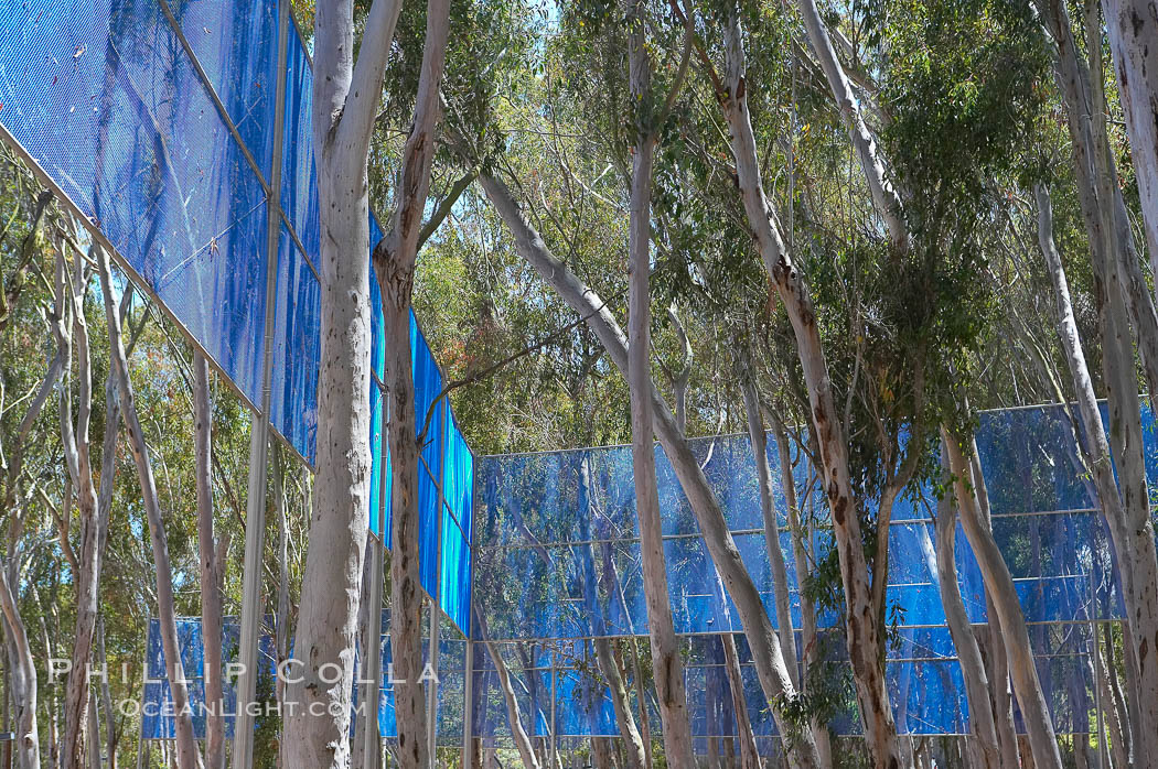 The Giraffe Traps, or what is officially known as Two Running Violet V Forms, was the second piece in the Stuart Collection at University of California San Diego (UCSD).  Commissioned in 1983 and produced by Robert Irwin, the odd fence resides in the eucalyptus grove between Mandeville Auditorium and Central Library. University of California, San Diego, La Jolla, USA, natural history stock photograph, photo id 12843