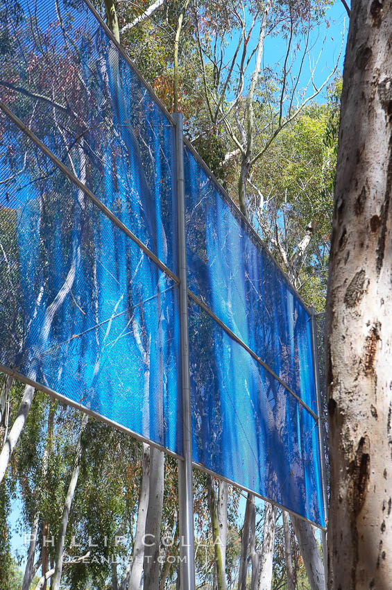 The Giraffe Traps, or what is officially known as Two Running Violet V Forms, was the second piece in the Stuart Collection at University of California San Diego (UCSD).  Commissioned in 1983 and produced by Robert Irwin, the odd fence resides in the eucalyptus grove between Mandeville Auditorium and Central Library. University of California, San Diego, La Jolla, USA, natural history stock photograph, photo id 12845