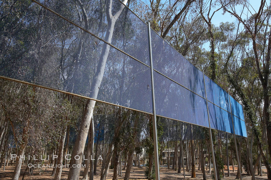 The Giraffe Traps, or what is officially known as Two Running Violet V Forms, was the second piece in the Stuart Collection at University of California San Diego (UCSD).  Commissioned in 1983 and produced by Robert Irwin, the odd fence resides in the eucalyptus grove between Mandeville Auditorium and Central Library. University of California, San Diego, La Jolla, USA, natural history stock photograph, photo id 21237