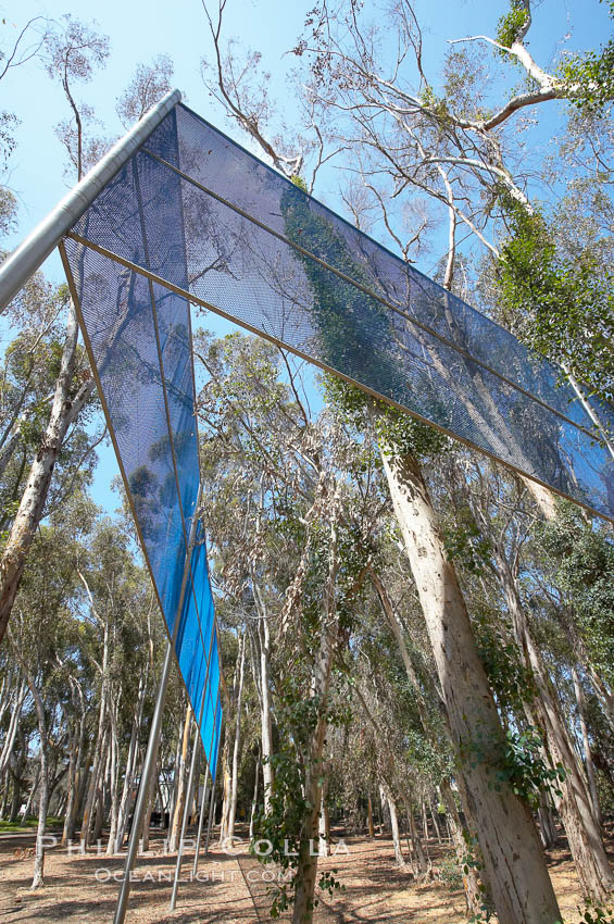 The Giraffe Traps, or what is officially known as Two Running Violet V Forms, was the second piece in the Stuart Collection at University of California San Diego (UCSD).  Commissioned in 1983 and produced by Robert Irwin, the odd fence resides in the eucalyptus grove between Mandeville Auditorium and Central Library. University of California, San Diego, La Jolla, USA, natural history stock photograph, photo id 21241