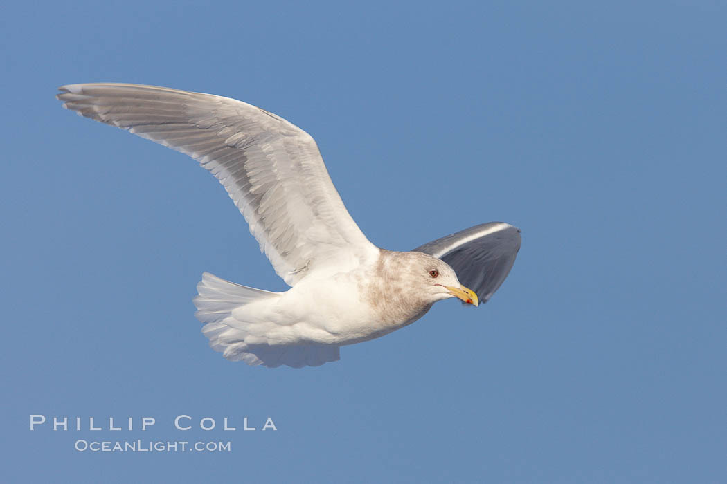 Glaucous-winged gull, in flight. Kachemak Bay, Homer, Alaska, USA, Larus glaucescens, natural history stock photograph, photo id 22887