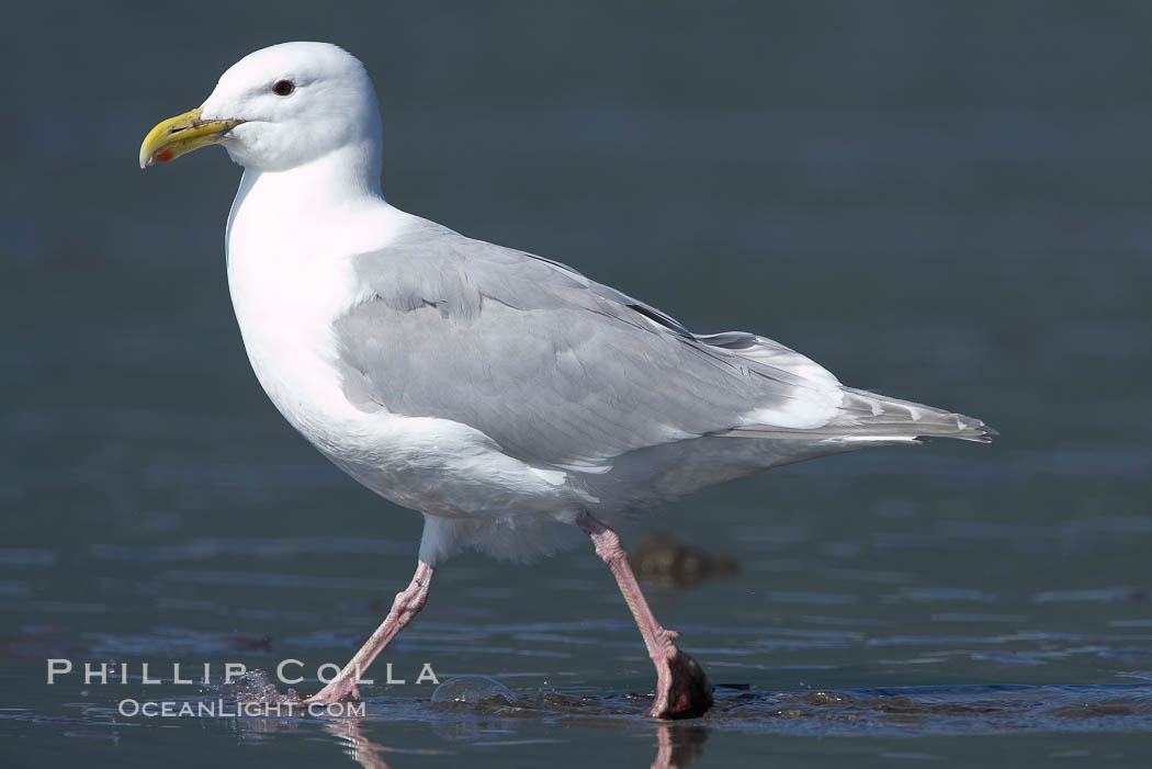 Glaucus-winged gull on tide flat. Lake Clark National Park, Alaska, USA, Larus glaucescens, natural history stock photograph, photo id 19287