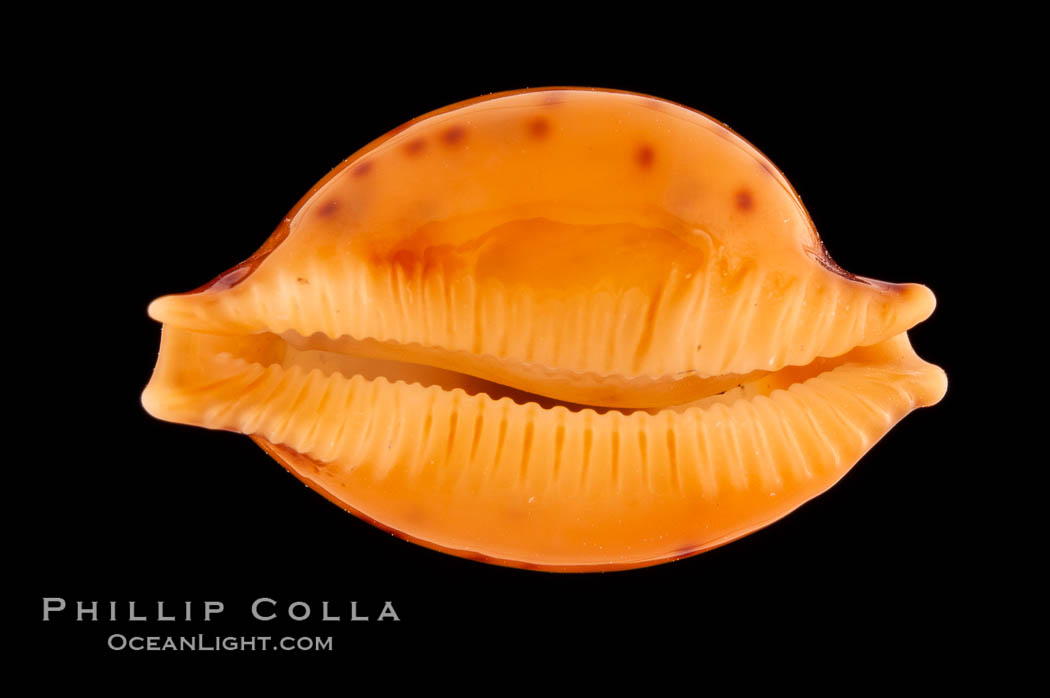 Globular Cowrie., Cypraea globulus, natural history stock photograph, photo id 08756