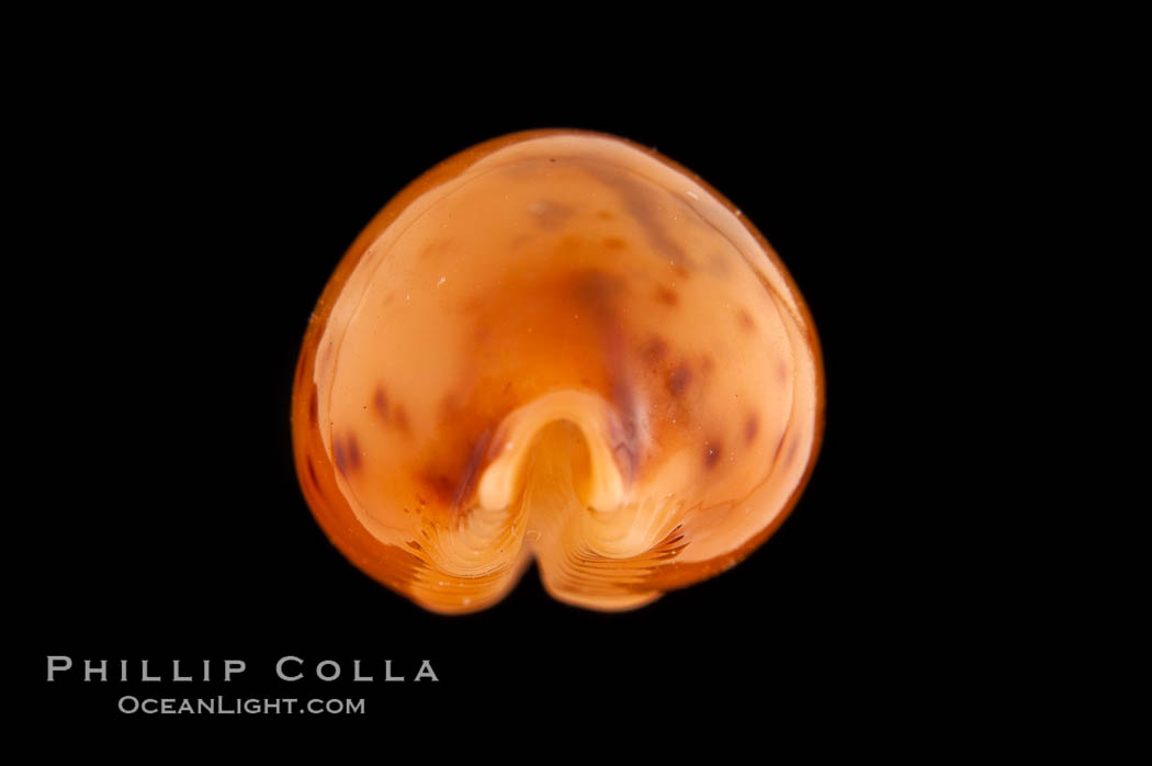 Globular Cowrie., Cypraea globulus, natural history stock photograph, photo id 08758