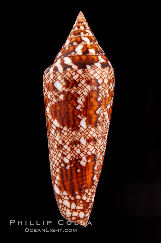 Glory of Bengal cone., Conus bengalensis, natural history stock photograph, photo id 08738