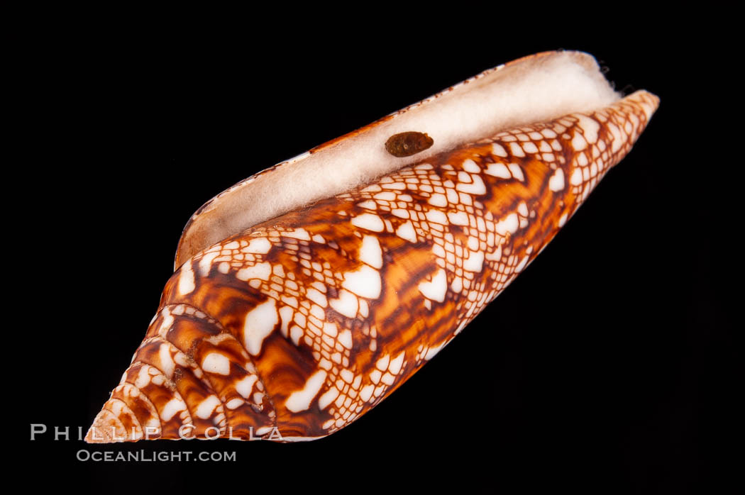 Glory of Bengal cone, with operculum., Conus bengalensis, natural history stock photograph, photo id 08740