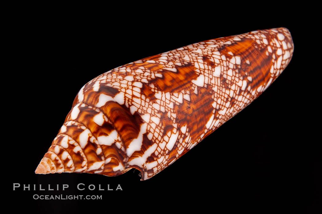 Glory of Bengal cone., Conus bengalensis, natural history stock photograph, photo id 08739