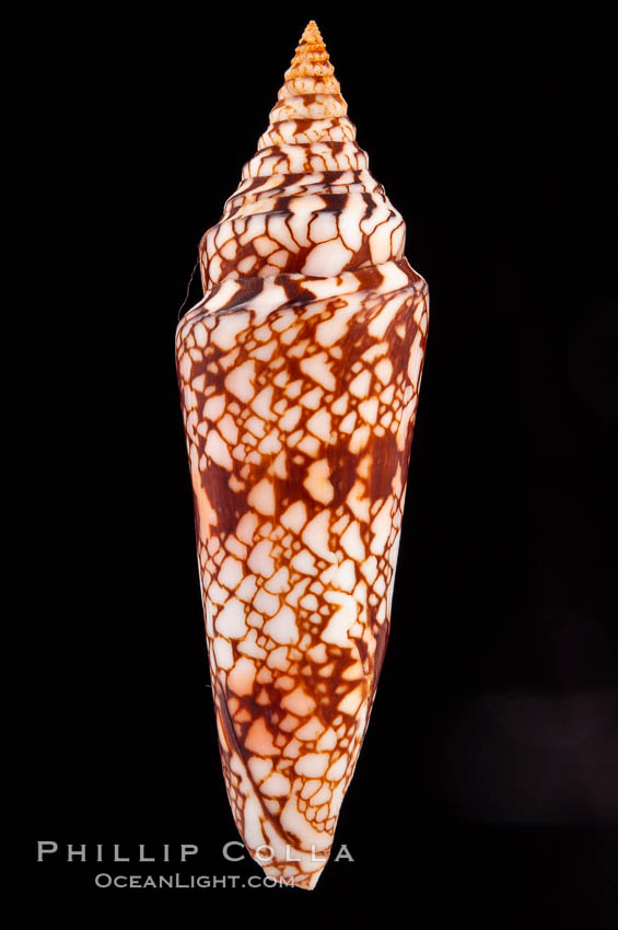 Glory of India cone., Conus milneedwardsi, natural history stock photograph, photo id 08742