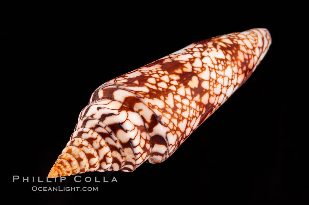 Glory of India cone., Conus milneedwardsi, natural history stock photograph, photo id 08743