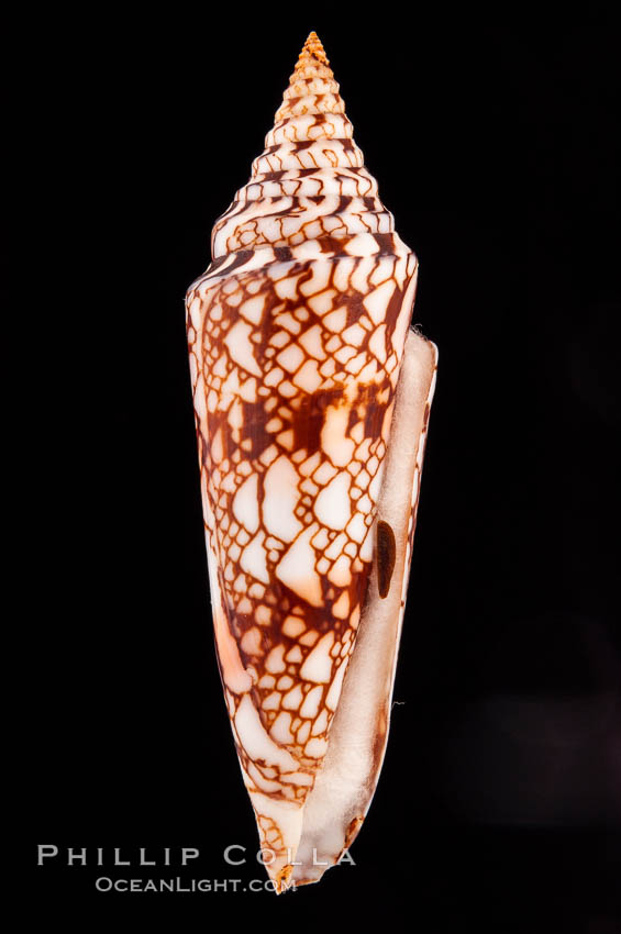 Glory of India cone, with operculum., Conus milneedwardsi, natural history stock photograph, photo id 08741