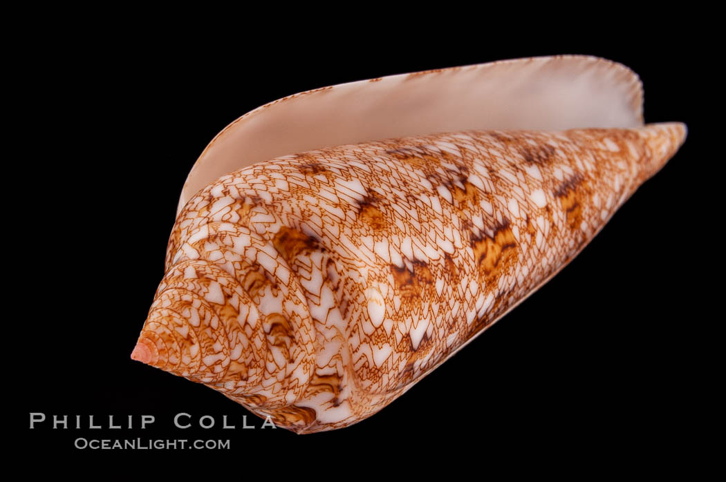 Glory of the Sea cone shell, gold form.  The Glory of the Sea cone shell, once one of the rarest and most sought after of all seashells, remains the most famous and one of the most desireable shells for modern collectors., Conus gloriamaris, natural history stock photograph, photo id 08730