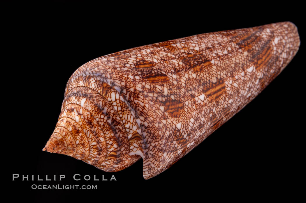 Glory of the Sea cone shell, brown form.  The Glory of the Sea cone shell, once one of the rarest and most sought after of all seashells, remains the most famous and one of the most desireable shells for modern collectors., Conus gloriamaris, natural history stock photograph, photo id 08734