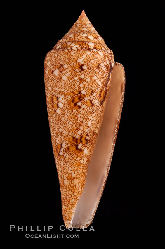 Glory of the Sea cone shell, gold form.  The Glory of the Sea cone shell, once one of the rarest and most sought after of all seashells, remains the most famous and one of the most desireable shells for modern collectors., Conus gloriamaris, natural history stock photograph, photo id 08802
