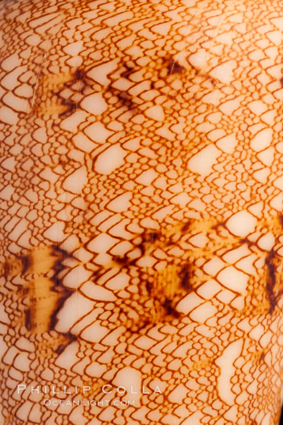 Detail showing tenting pattern, Glory of the Sea cone shell, gold form.  The Glory of the Sea cone shell, once one of the rarest and most sought after of all seashells, remains the most famous and one of the most desireable shells for modern collectors., Conus gloriamaris, natural history stock photograph, photo id 08806