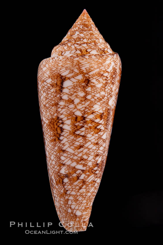 Glory of the Sea cone shell, gold form.  The Glory of the Sea cone shell, once one of the rarest and most sought after of all seashells, remains the most famous and one of the most desireable shells for modern collectors., Conus gloriamaris, natural history stock photograph, photo id 08728