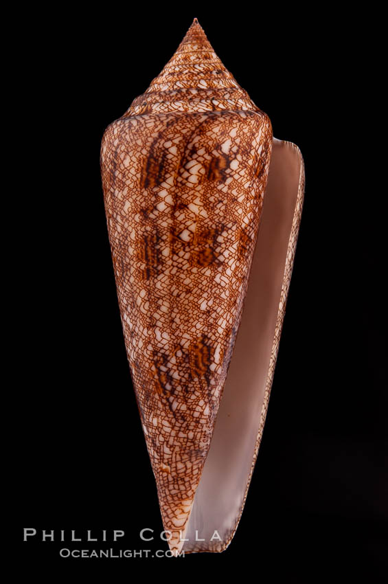 Glory of the Sea cone shell, brown form.  The Glory of the Sea cone shell, once one of the rarest and most sought after of all seashells, remains the most famous and one of the most desireable shells for modern collectors., Conus gloriamaris, natural history stock photograph, photo id 08732