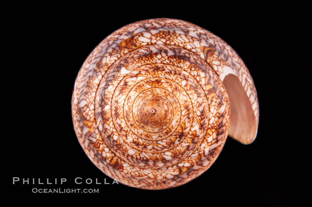 Glory of the Sea cone shell, brown form.  The Glory of the Sea cone shell, once one of the rarest and most sought after of all seashells, remains the most famous and one of the most desireable shells for modern collectors., Conus gloriamaris, natural history stock photograph, photo id 08736