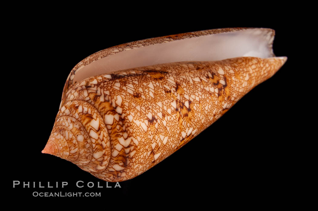 Glory of the Sea cone shell, gold form.  The Glory of the Sea cone shell, once one of the rarest and most sought after of all seashells, remains the most famous and one of the most desireable shells for modern collectors., Conus gloriamaris, natural history stock photograph, photo id 08804