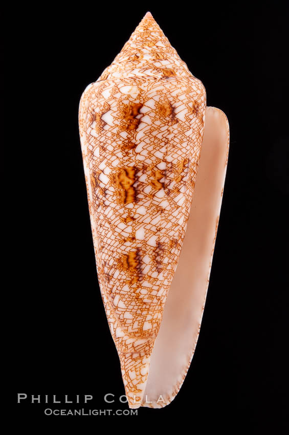 Glory of the Sea cone shell, gold form.  The Glory of the Sea cone shell, once one of the rarest and most sought after of all seashells, remains the most famous and one of the most desireable shells for modern collectors., Conus gloriamaris, natural history stock photograph, photo id 08727