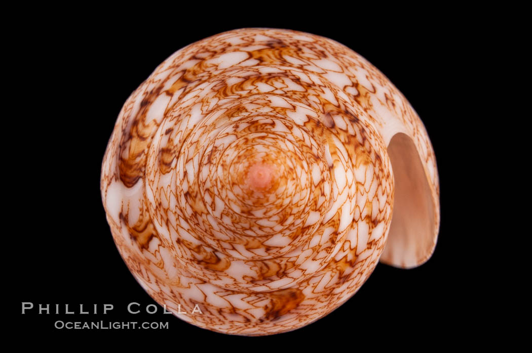 Glory of the Sea cone shell, gold form.  The Glory of the Sea cone shell, once one of the rarest and most sought after of all seashells, remains the most famous and one of the most desireable shells for modern collectors., Conus gloriamaris, natural history stock photograph, photo id 08731
