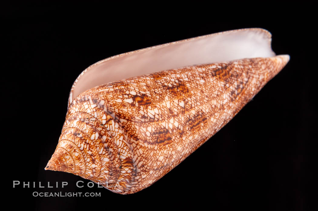 Glory of the Sea cone shell, brown form.  The Glory of the Sea cone shell, once one of the rarest and most sought after of all seashells, remains the most famous and one of the most desireable shells for modern collectors., Conus gloriamaris, natural history stock photograph, photo id 08735