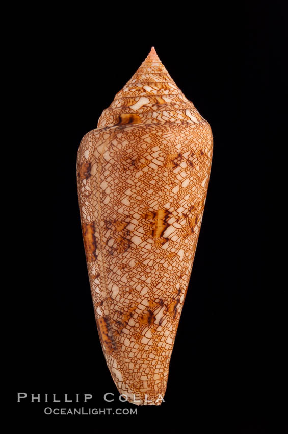 Glory of the Sea cone shell, gold form.  The Glory of the Sea cone shell, once one of the rarest and most sought after of all seashells, remains the most famous and one of the most desireable shells for modern collectors., Conus gloriamaris, natural history stock photograph, photo id 08803