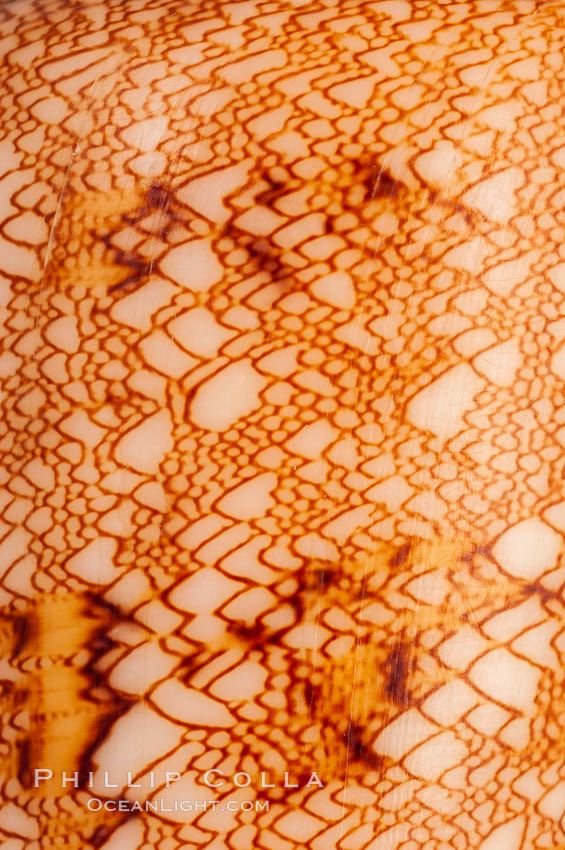 Detail showing tenting pattern, Glory of the Sea cone shell, gold form.  The Glory of the Sea cone shell, once one of the rarest and most sought after of all seashells, remains the most famous and one of the most desireable shells for modern collectors., Conus gloriamaris, natural history stock photograph, photo id 08807