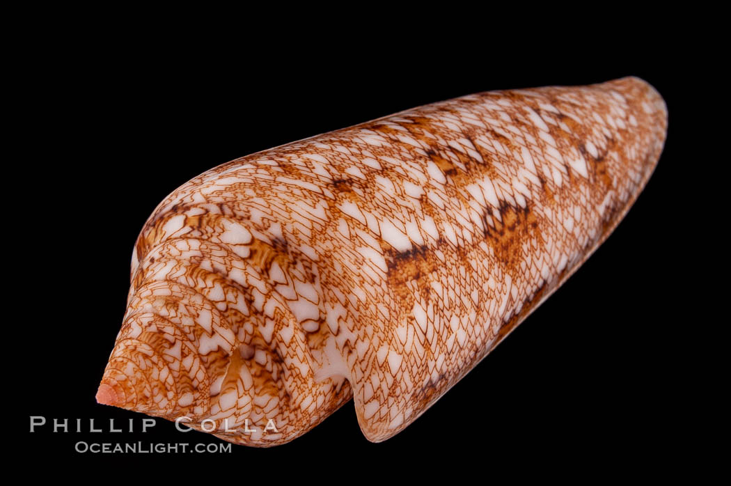 Glory of the Sea cone shell, gold form.  The Glory of the Sea cone shell, once one of the rarest and most sought after of all seashells, remains the most famous and one of the most desireable shells for modern collectors., Conus gloriamaris, natural history stock photograph, photo id 08729