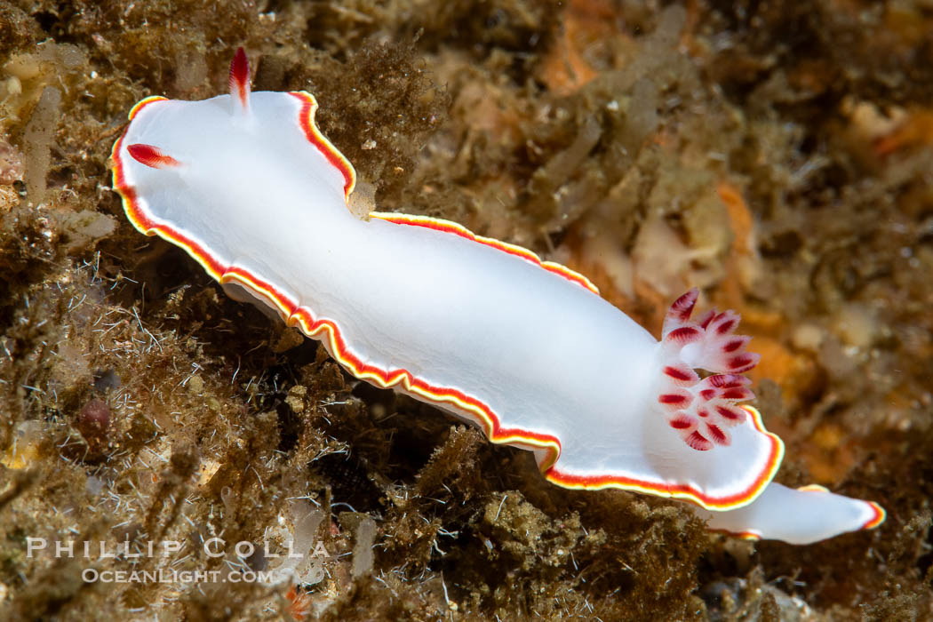 Glossodoris sedna nudibranch, Sea of Cortez, Mexico., Glossodoris sedna, Chromolaichma sedna, natural history stock photograph, photo id 40358