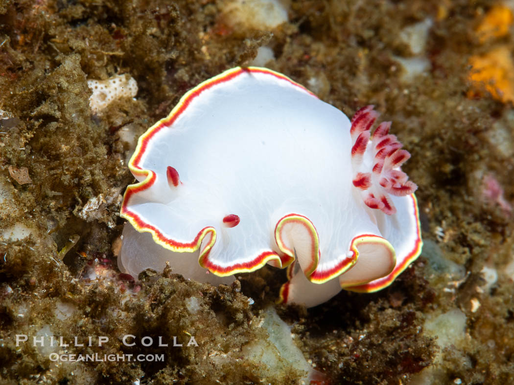 Glossodoris sedna nudibranch, Sea of Cortez, Mexico, Glossodoris sedna, Chromolaichma sedna, Isla Angel de la Guarda, Baja California Glossodoris sedna nudibranch, Sea of Cortez, Mexico, Glossodoris sedna, Chromolaichma sedna, Isla Angel de la Guarda, Baja California