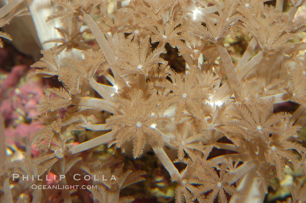 Glove xenia., Xenia umbellata, natural history stock photograph, photo id 08706