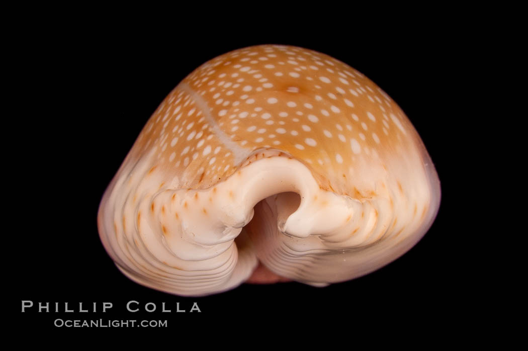 Gnawed Cowrie., Cypraea erosa, natural history stock photograph, photo id 08158