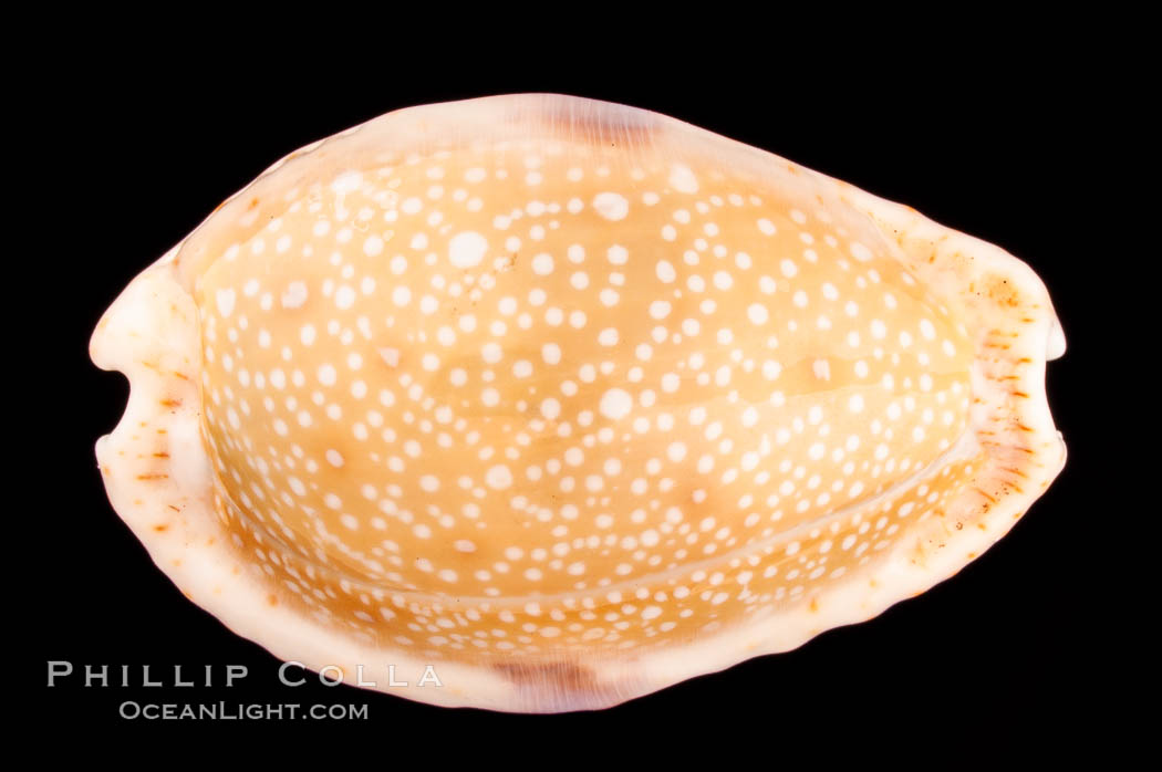 Gnawed Cowrie., Cypraea erosa, natural history stock photograph, photo id 08155