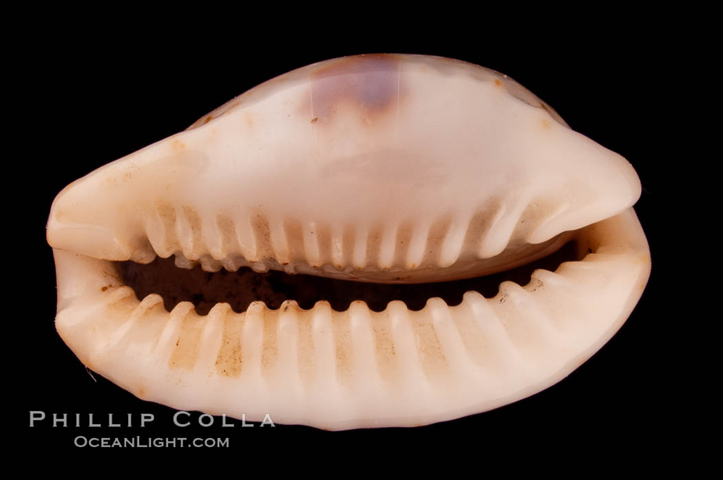 Gnawed Cowrie., Cypraea erosa chlorizans, natural history stock photograph, photo id 08082