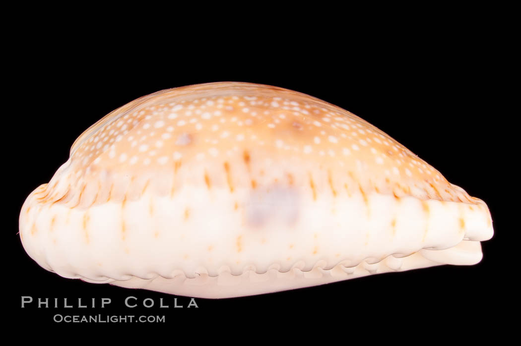 Gnawed Cowrie., Cypraea erosa chlorizans purissima, natural history stock photograph, photo id 08138