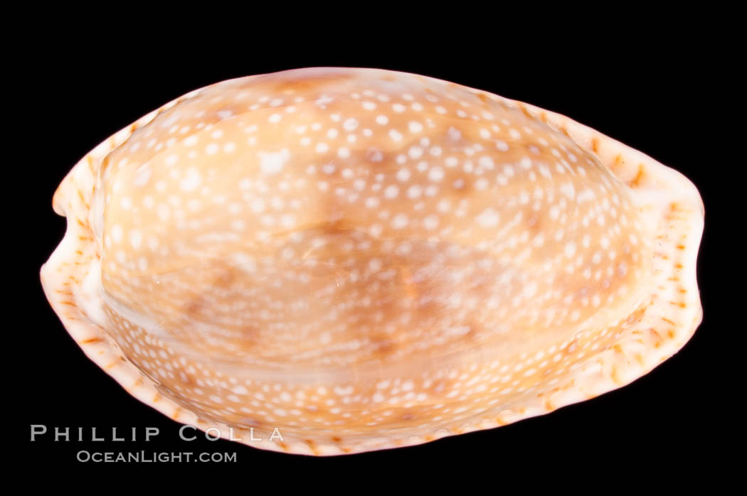 Gnawed Cowrie., Cypraea erosa chlorizans purissima, natural history stock photograph, photo id 08136