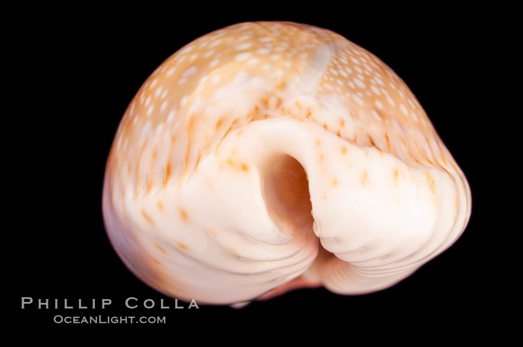 Gnawed Cowrie., Cypraea erosa chlorizans purissima, natural history stock photograph, photo id 08140