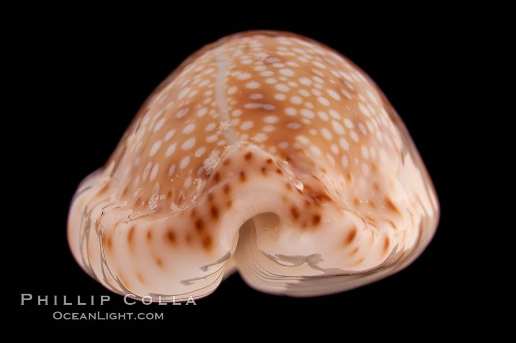 Gnawed Cowrie., Cypraea erosa chlorizans lactescens, natural history stock photograph, photo id 08580