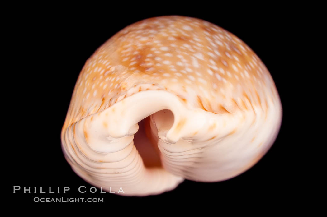 Gnawed Cowrie., Cypraea erosa chlorizans purissima, natural history stock photograph, photo id 08139