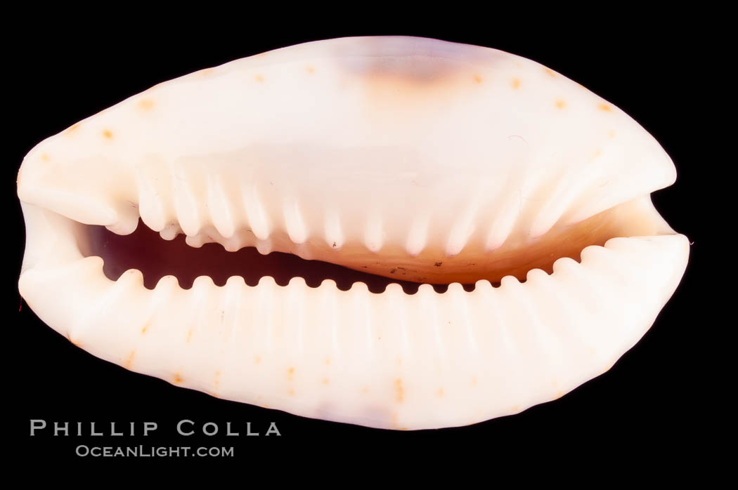 Gnawed Cowrie., Cypraea erosa chlorizans purissima, natural history stock photograph, photo id 08137