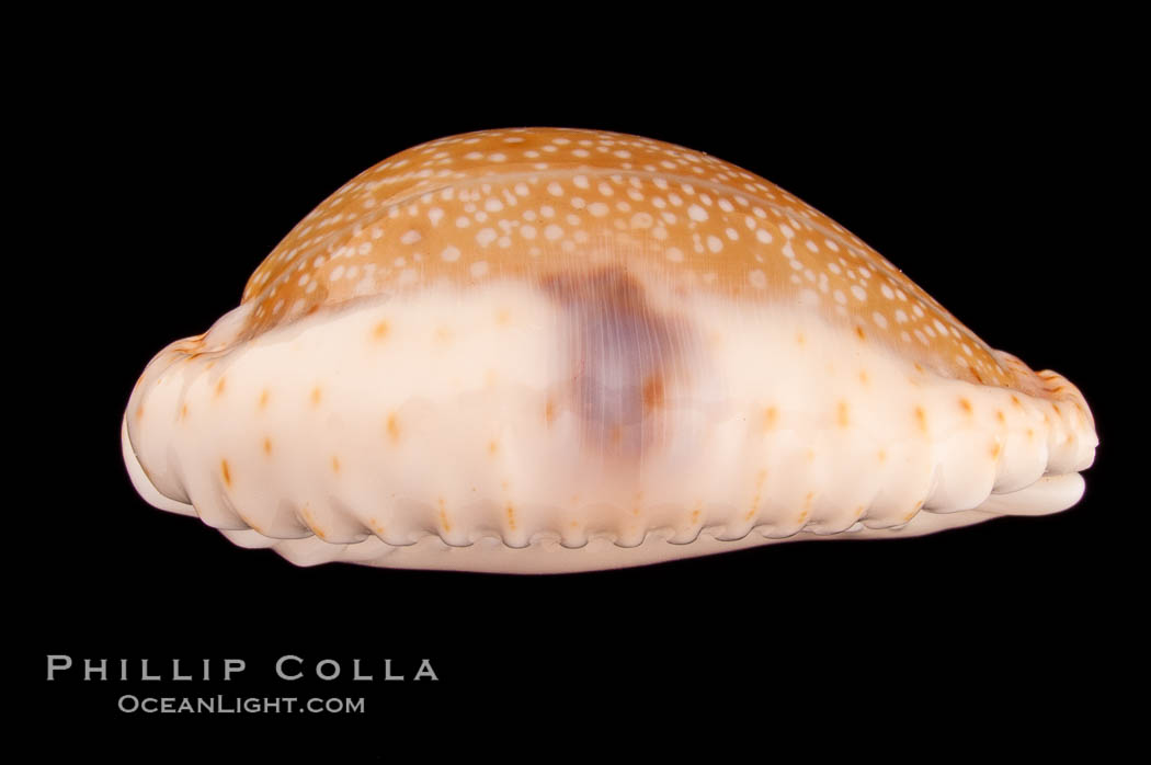 Gnawed Cowrie., Cypraea erosa, natural history stock photograph, photo id 08157
