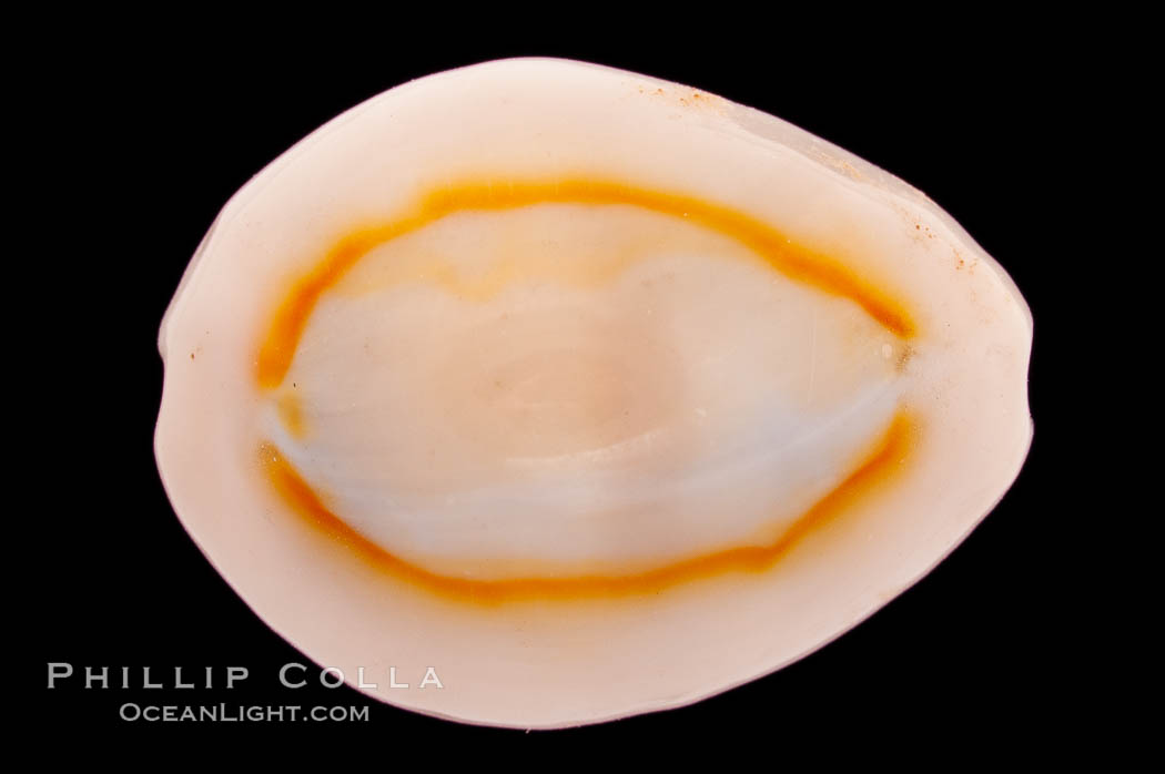 Gold-ring Cowrie., Cypraea annulus, natural history stock photograph, photo id 08466
